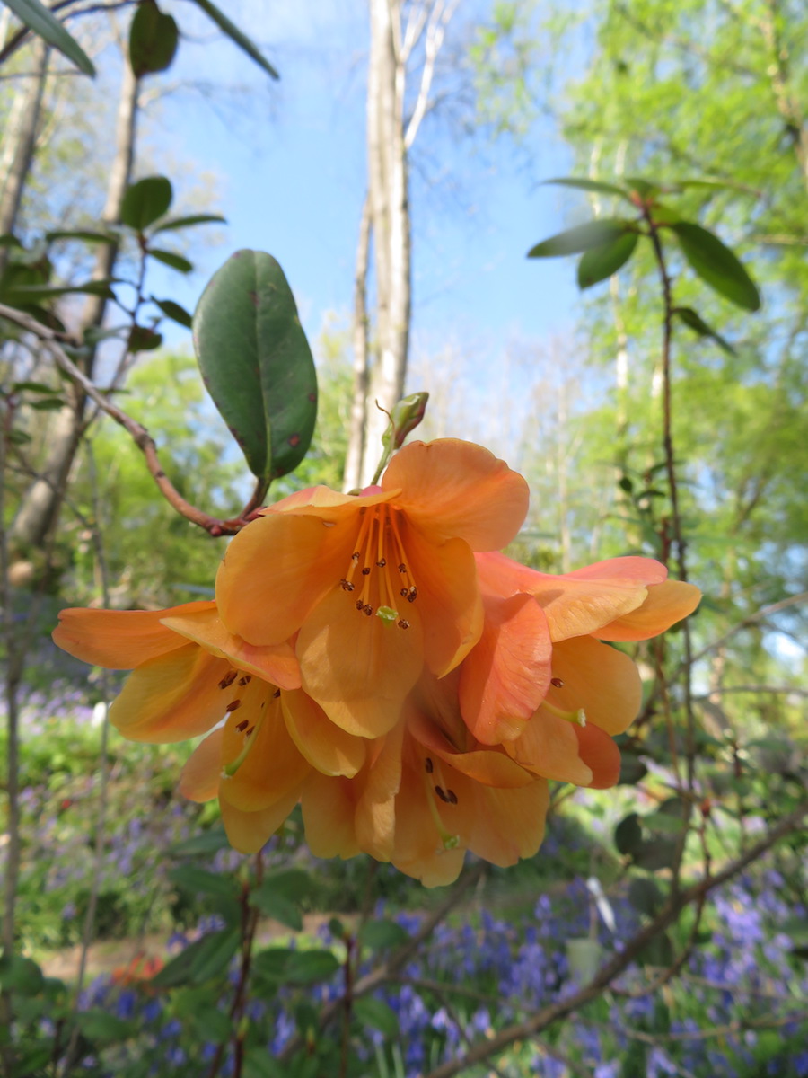 Trewithen Orange